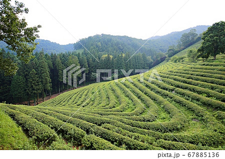 次 茶 畑 67885136