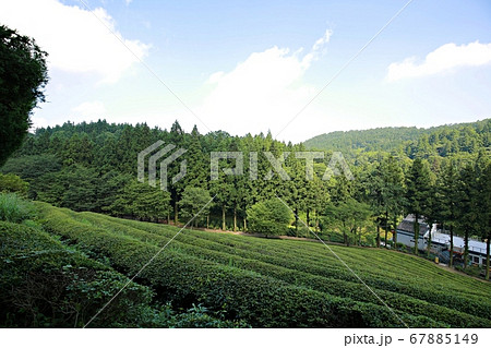 次 茶 畑 67885149