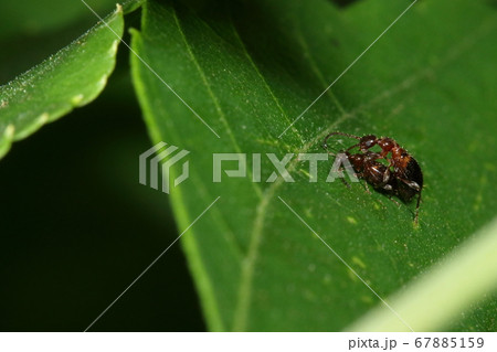 生き物 昆虫 ホソクビアリモドキ、五月半ば。広葉樹の葉の上で交尾中 生き物 昆虫 ホソクビアリモドキ、五月半ば。広葉樹の葉の上で交尾中 67885159