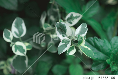 Variegated Dogwood Shrub. White green leaves 67885166