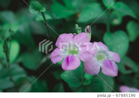 The periwinkle plant (Vinca flower) Catharanthus The periwinkle plant (Vinca flower) Catharanthus 67885190