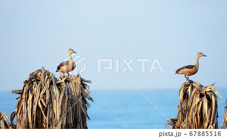 Two Lesser Indian whistling duck  67885516