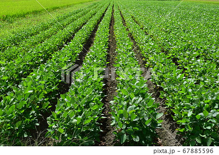 だだちゃ豆の畑 枝豆の王様 だだちゃ豆の畑 枝豆の王様 67885596