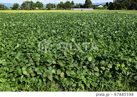 だだちゃ豆の畑 枝豆の王様 67885598
