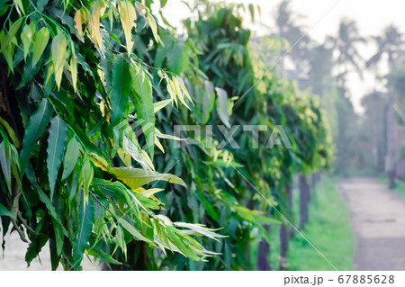 Vibrant green colour plant leaf Backgrounds Vibrant green colour plant leaf Backgrounds 67885628
