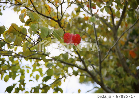 ハナミズキ紅葉の写真素材