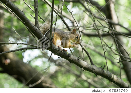 自然風景動物写真 かわいい子リスの冒険 子リスの修行の写真素材 [67885740] - PIXTA