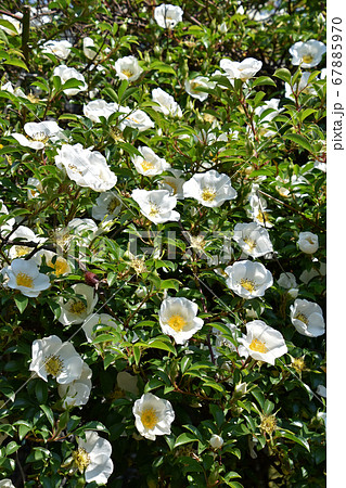 ナニワノイバラ（浪花野茨） 67885970