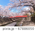 桜 植物 花 67886050