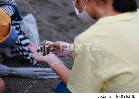 海亀の調査 67886349