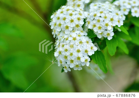 ひっそりと咲く満開のコデマリの花 67886876