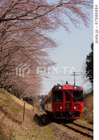 西人吉の桜のトンネルと特急くまがわ 67886884
