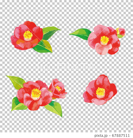 Watercolor style illustration of camellia 67887511