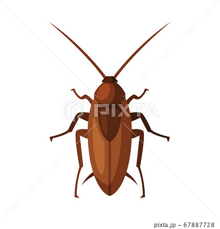 Red Cockroach Insect, Pest Control and Extermination Concept Vector Illustration on White Background 67887728
