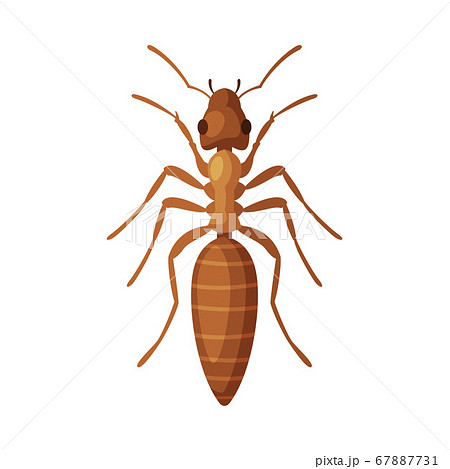 House Ant Insect, Pest Control and Extermination Concept Vector Illustration on White Background 67887731