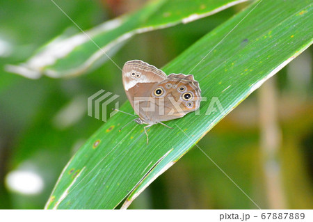 ジャノメチョウ ジャノメチョウ 67887889