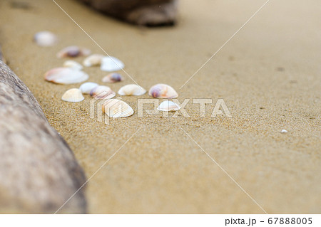砂浜の流木と貝殻 砂浜の流木と貝殻 67888005