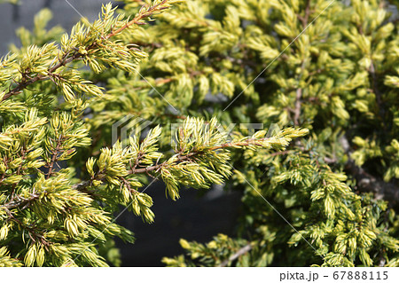 Juniper Goldschatz Juniper Goldschatz 67888115