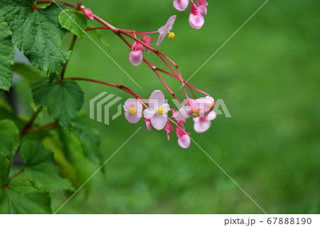 シュウカイドウの開花 67888190