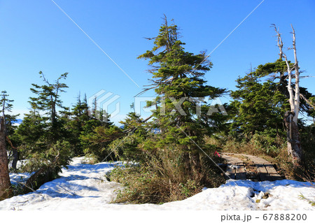 八幡平自然探勝路、キスゲ通りの木道 八幡平自然探勝路、キスゲ通りの木道 67888200