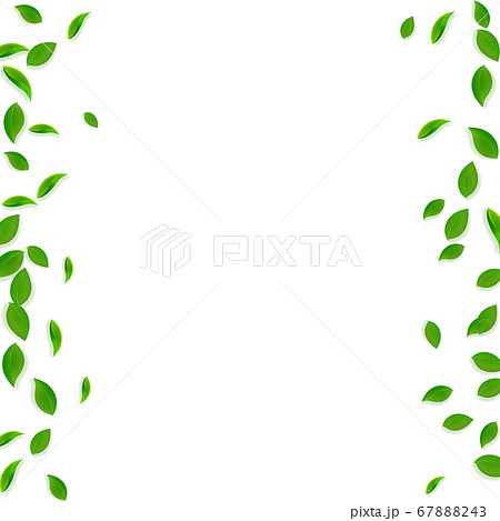 Falling green leaves. Fresh tea chaotic leaves fly 67888243