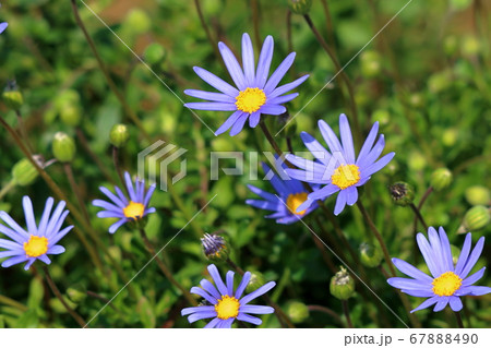 Colorful Japanese Daisies, Hinagiku, purple Colorful Japanese Daisies, Hinagiku, purple 67888490
