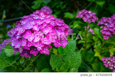 アジサイ、6月、紫色、紫陽花、梅雨、和風 アジサイ、6月、紫色、紫陽花、梅雨、和風 67888609