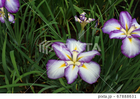 Japanese Irises, Hanashobu, in Hamarikyu Garden in Tokyo Japanese Irises, Hanashobu, in Hamarikyu Garden in Tokyo 67888631
