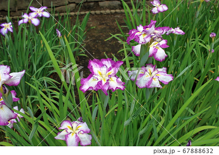 Japanese Irises, Hanashobu, in Hamarikyu Garden in Tokyo Japanese Irises, Hanashobu, in Hamarikyu Garden in Tokyo 67888632