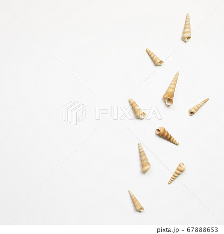Conch seashells isolated on white background. summer marine decoration. flat lay, top view, copy space 67888653
