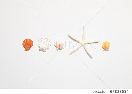 Shellfish and starfish on white background. summer marine decoration. flat lay, top view, copy space 67888654
