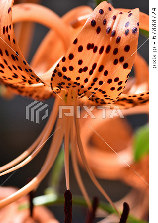 日差しに燃えるオニユリの花の写真素材