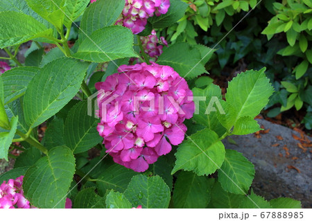 Japanese Hydangea, Ajisai, in a Tokyo Garden Japanese Hydangea, Ajisai, in a Tokyo Garden 67888985