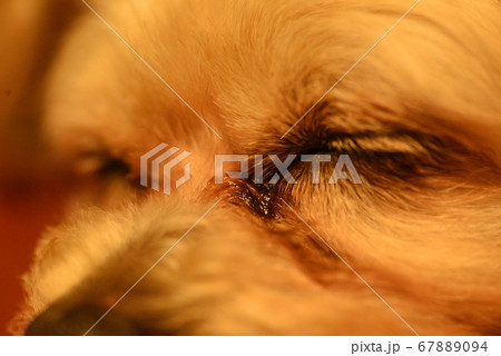 犬の寝顔 67889094