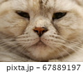 猫の接写 67889197