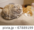 眠る猫二匹 67889199