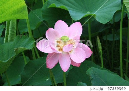 信濃国分寺に咲く蓮の花（ピンク） 67889369