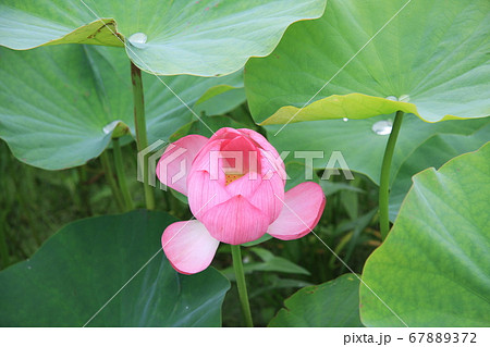 信濃国分寺に咲く蓮の花（ピンク） 67889372