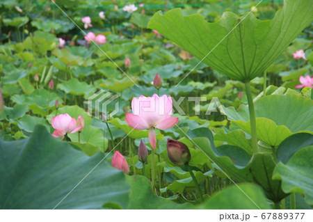信濃国分寺に咲く蓮の花(ピンク) 信濃国分寺に咲く蓮の花(ピンク) 67889377