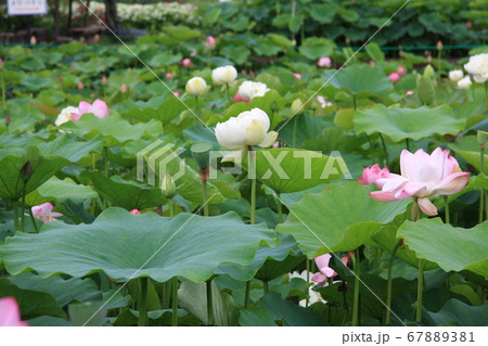 信濃国分寺に咲く蓮の花(ピンク) 信濃国分寺に咲く蓮の花(ピンク) 67889381