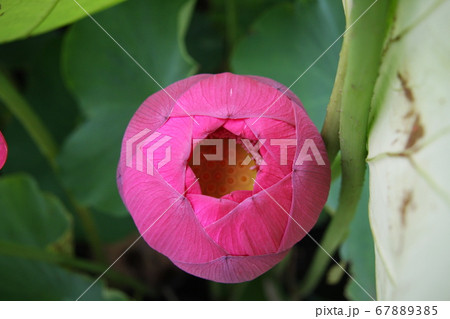 信濃国分寺に咲く蓮の花（ピンク） 67889385