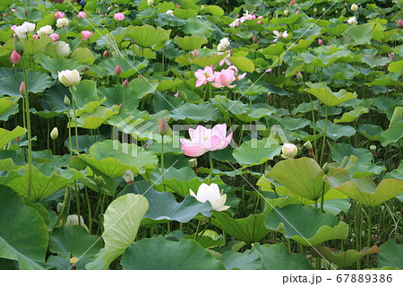 信濃国分寺に咲く蓮の花（ピンク） 67889386