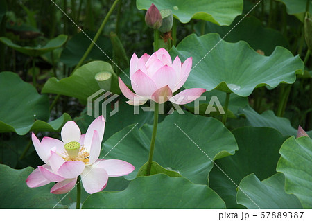 信濃国分寺に咲く蓮の花（ピンク） 67889387