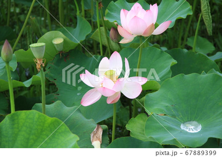 信濃国分寺に咲く蓮の花(ピンク) 信濃国分寺に咲く蓮の花(ピンク) 67889399