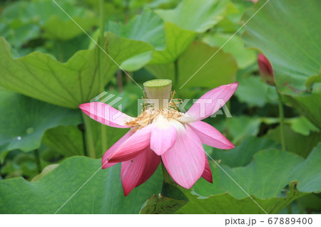 信濃国分寺に咲く蓮の花(ピンク) 信濃国分寺に咲く蓮の花(ピンク) 67889400
