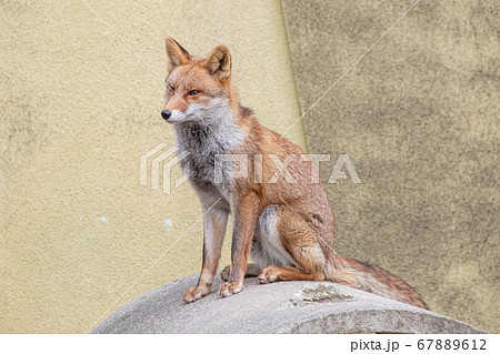 おすわりしているホンドギツネ おすわりしているホンドギツネ 67889612