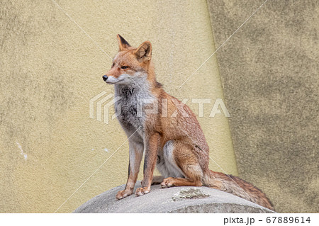 おすわりして目を細めるホンドギツネ おすわりして目を細めるホンドギツネ 67889614