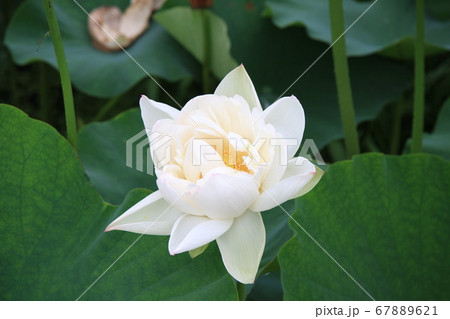 信濃国分寺に咲く蓮の花（ホワイト） 67889621