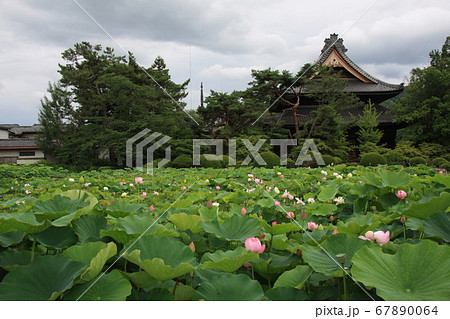 信濃国分寺の蓮池の蓮の花(2020年) 信濃国分寺の蓮池の蓮の花(2020年) 67890064