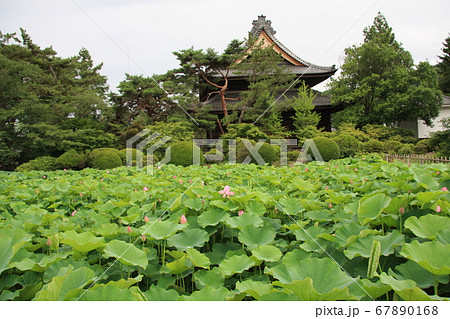 信濃国分寺に咲く蓮の花々（2020年） 67890168